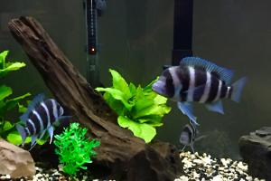 Tanganyika Thumbnail