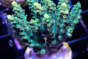 Mountain Dew Acropora Thumbnail