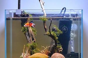 UNS 30c Betta Tank Thumbnail