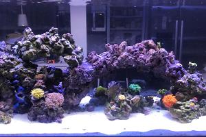 Scott 140 Aquarium Thumbnail