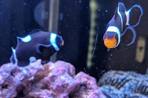 Clown Fish Thumbnail