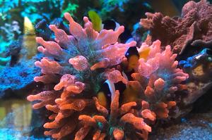 xdai's SPS tank Thumbnail