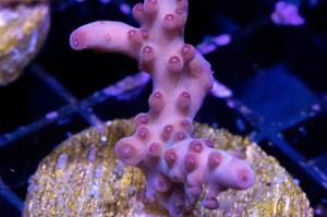 Acropora Coral Thumbnail