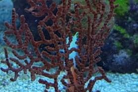 Gorgonia roja pólipo blanco