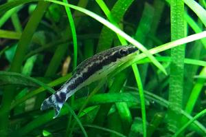 Otocinclus Catfish Thumbnail