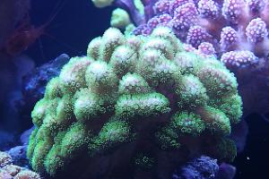 Ventino's reef on Apr 23, 2019