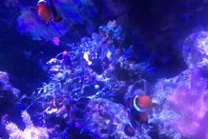 Ocellaris Clownfish Thumbnail