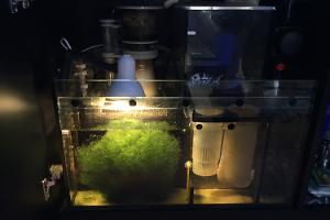 Ventino's reef on Apr 30, 2019