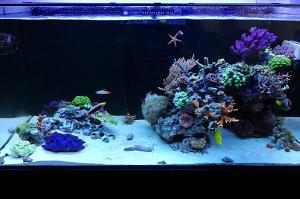 Ventino's reef on May 9, 2019