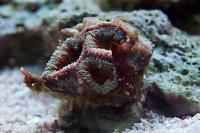 Acan Brain Coral Thumbnail