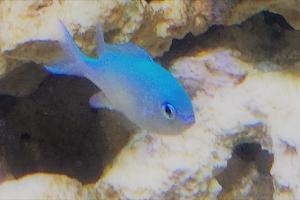 Blue/Green Reef Chromis Thumbnail