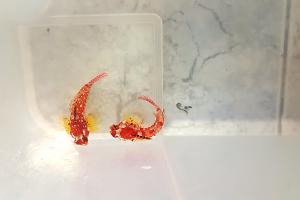 Red ruby dragonet