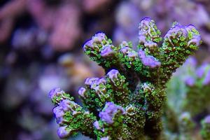 Montipora stellata