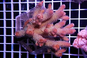 Acropora spathulata