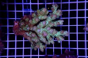 Acropora sarmentosa