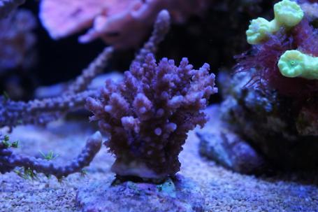 Acropora Coral Thumbnail
