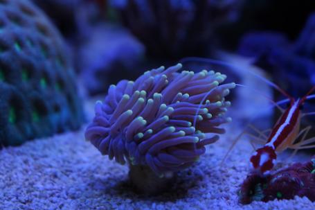 Torch Coral Thumbnail