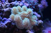 Thick Finger Leather Coral Thumbnail