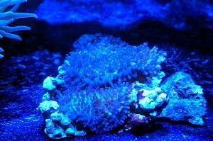 Hairy Mushroom Thumbnail