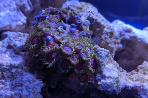Eagle Eye (Zoanthid) Thumbnail