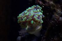 Hammer Anchor Coral Thumbnail