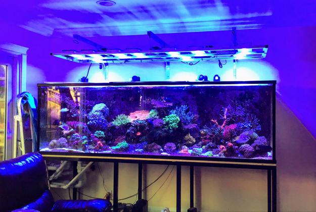 My Aquarium 2 on May 22, 2019