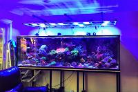 My Aquarium 2 on May 22, 2019