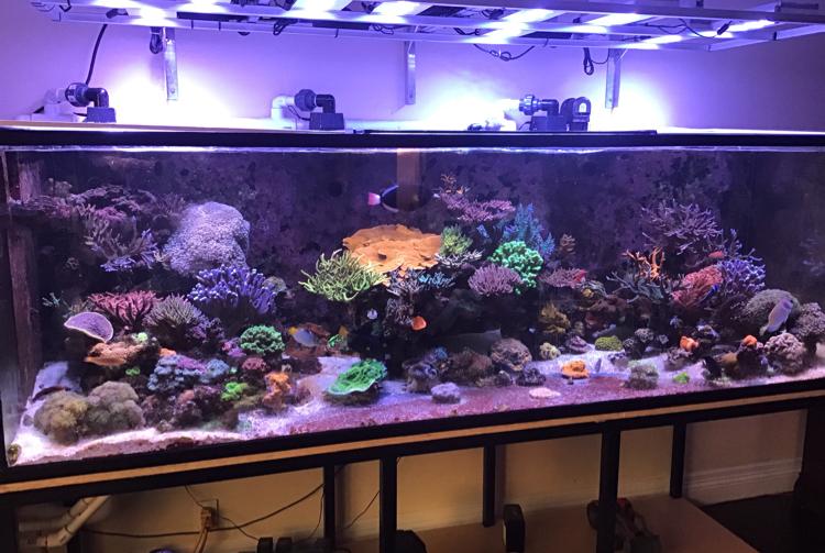 My Aquarium 2 on May 22, 2019