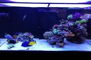 Ventino's reef on May 28, 2019