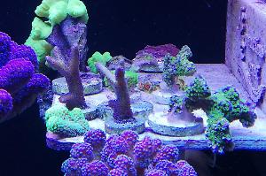 Ventino's reef on May 28, 2019