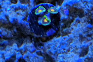 Original Dragon Eye Zoa 2 Polyp Thumbnail