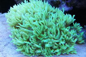 Coral elegante