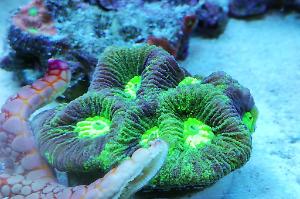 Ventino's reef on May 30, 2019