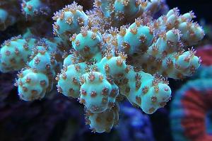 Ventino's reef on May 30, 2019