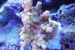 Ventino's reef on May 30, 2019