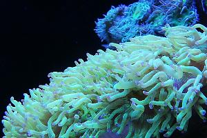 Ventino's reef on May 30, 2019