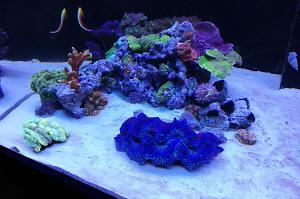 Ventino's reef on May 30, 2019