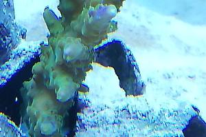 Acropora Rubén