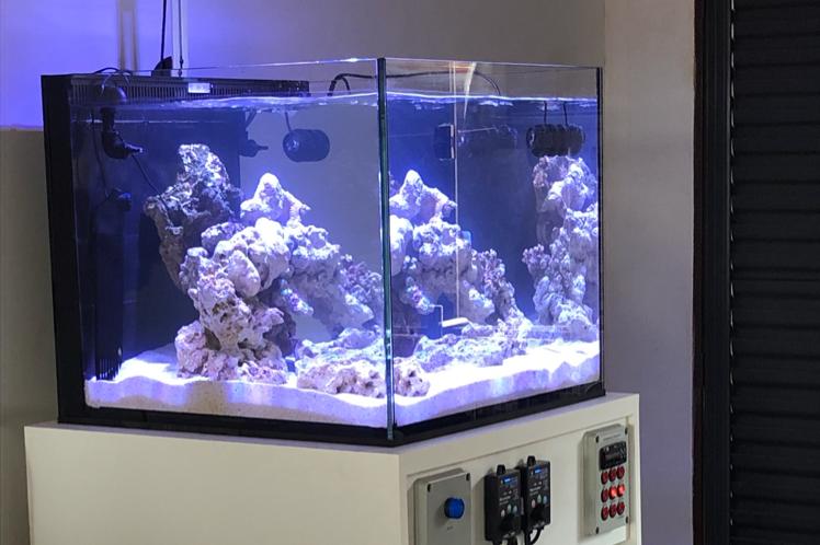 GUI’S_REEF Thumbnail