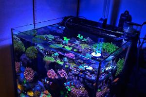 Aldrin's Reef Thumbnail