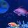 Essential Focus Reef Tank on September 27, 2017