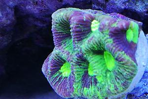 Goniastrea
