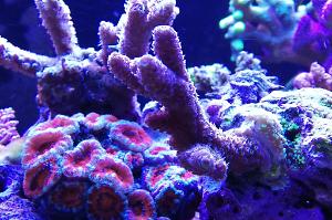 Ventino's reef on June 10, 2019