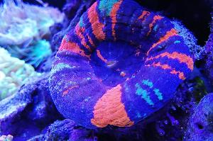 Ventino's reef on June 10, 2019