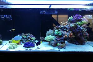 Ventino's reef on June 10, 2019