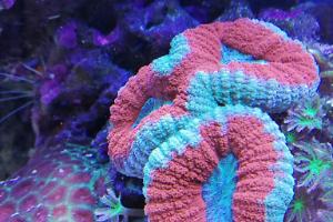 Ventino's reef on June 10, 2019