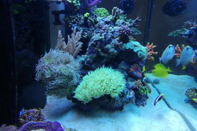 Ventino's reef on June 10, 2019
