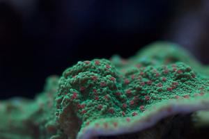 Montipora sp