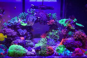 My Aquarium Thumbnail