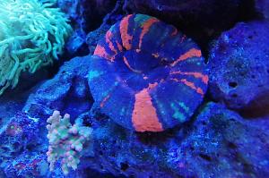 Scolymia
